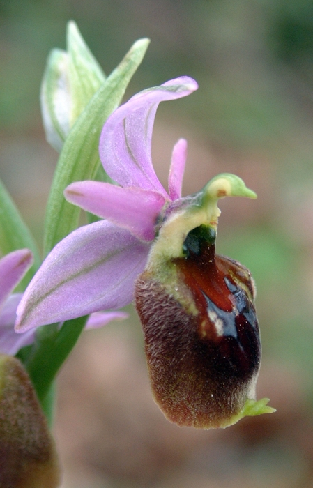 Ophrys crabronifera